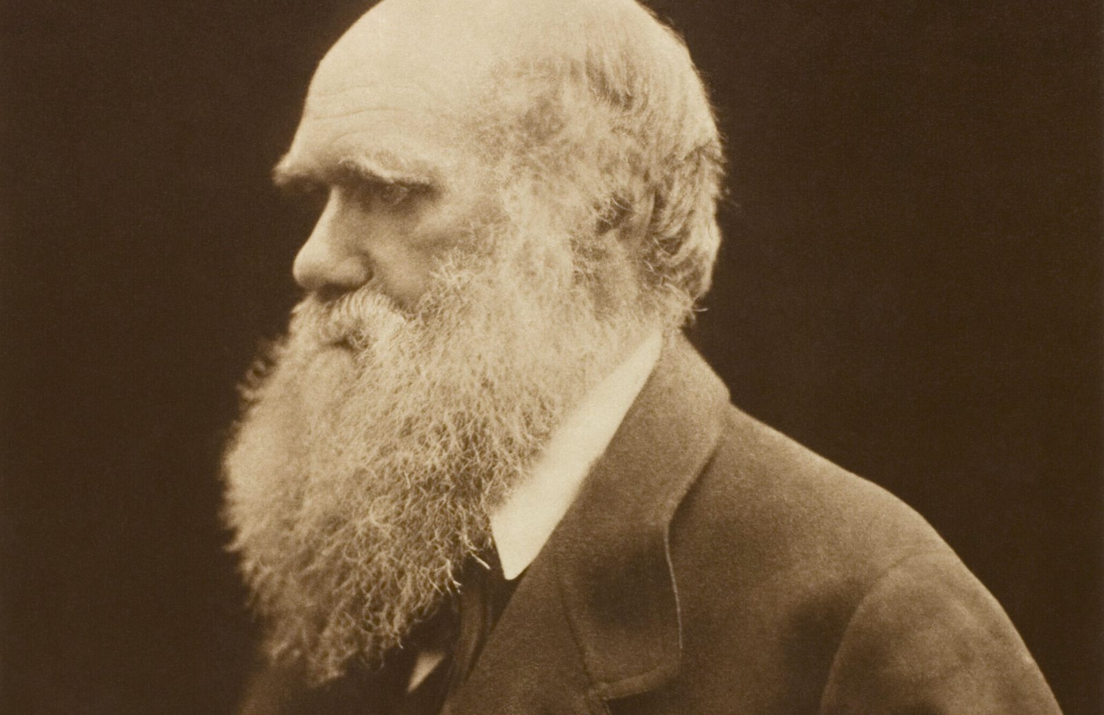 Charles_Darwin_by_Julia_Margaret_Cameron,_c._1868