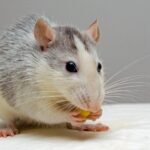 252f4-rat-pets-eat-51340