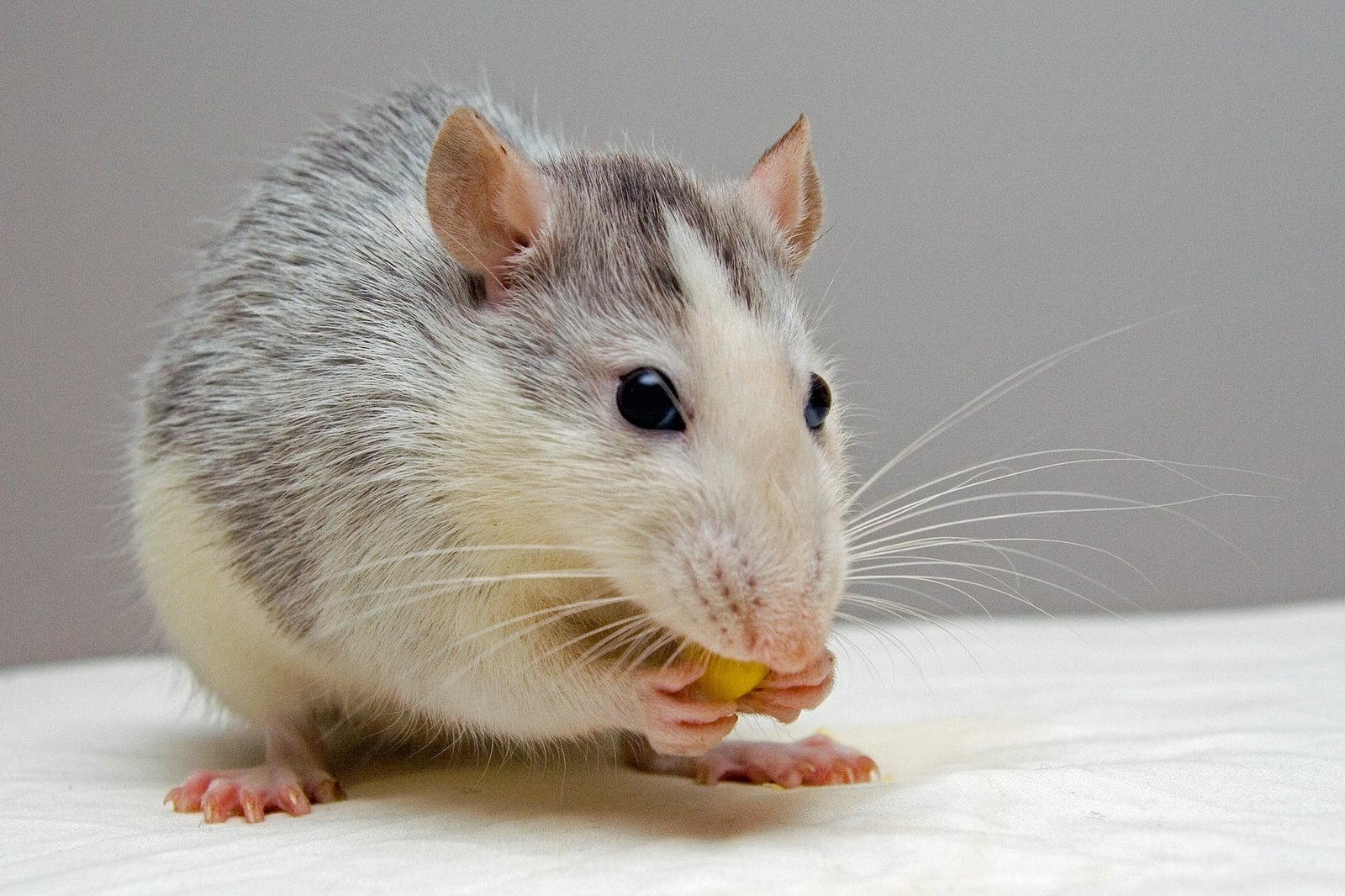 252f4-rat-pets-eat-51340