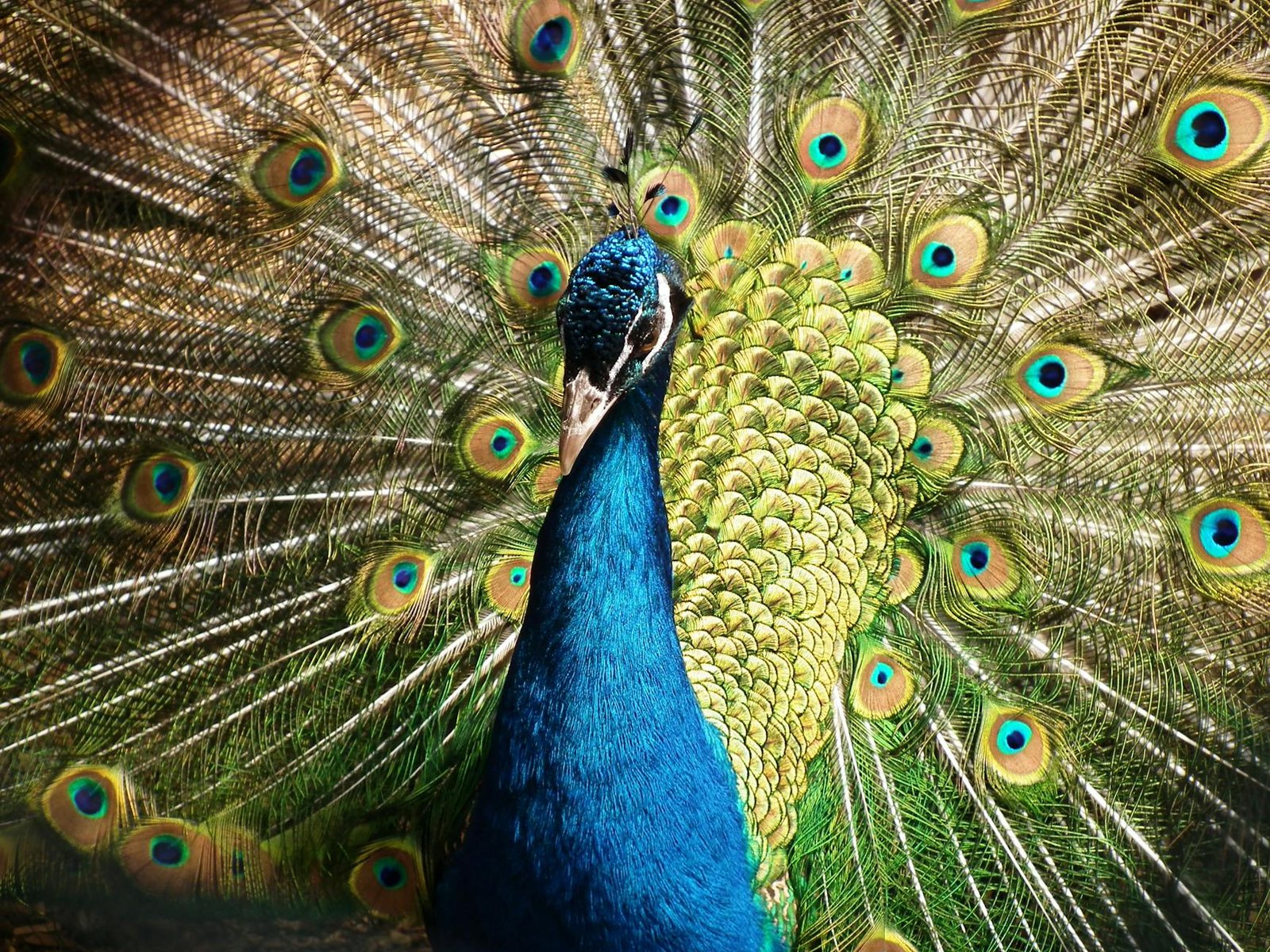 peacock closeup photography