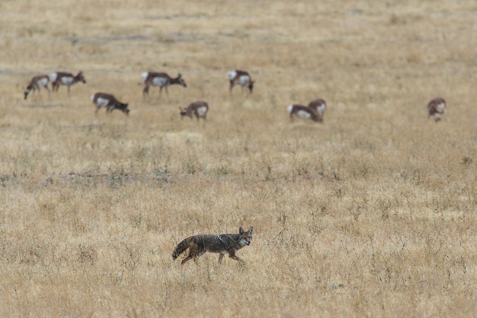 grey and brown fox on open field near herd of deer