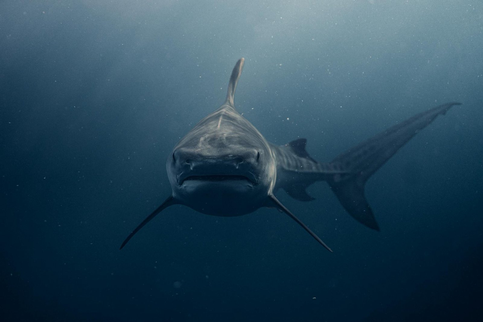 close up of a shark swimming in the ocean