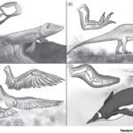 https://www.sciencedirect.com/topics/psychology/exaptation