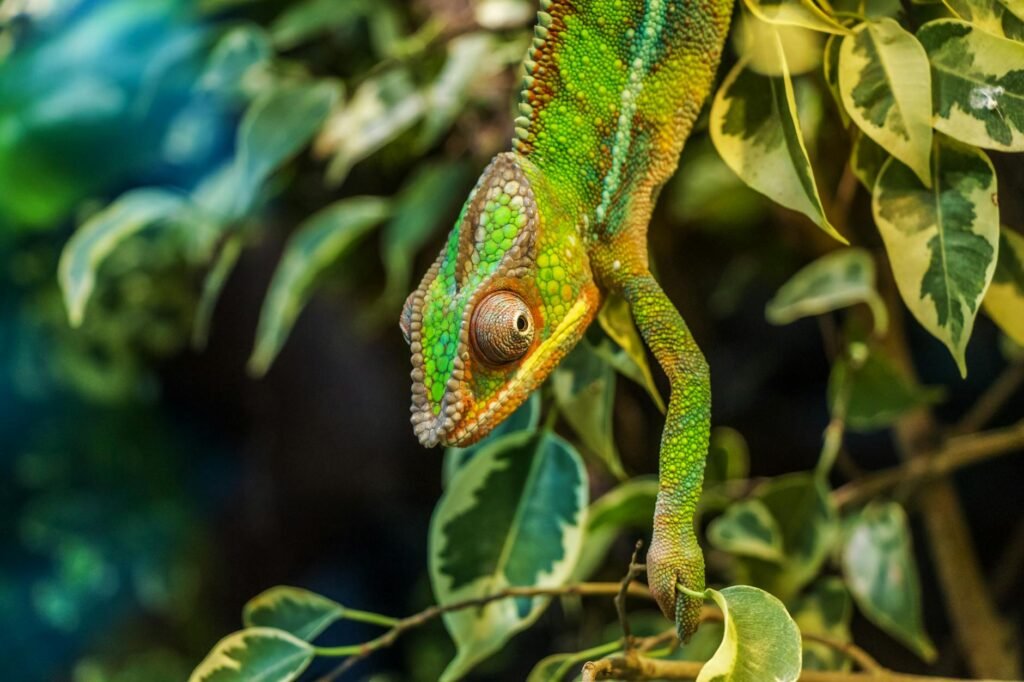 green chameleon on green leaved tree