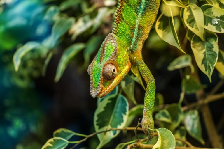 green chameleon on green leaved tree