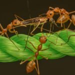 red ants on green rope