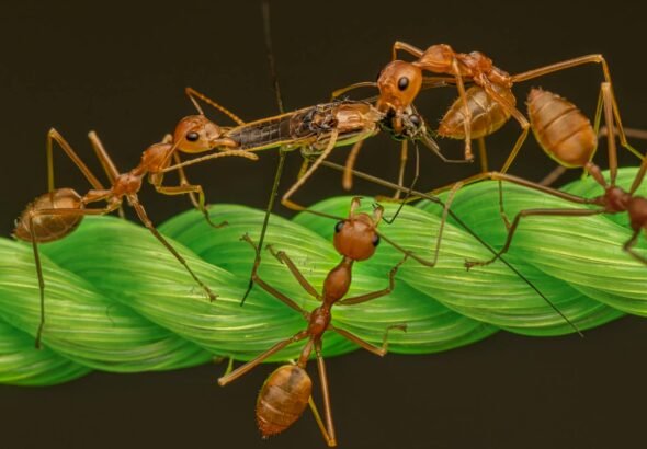 red ants on green rope