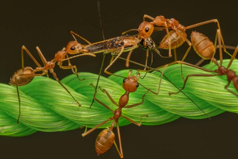 red ants on green rope