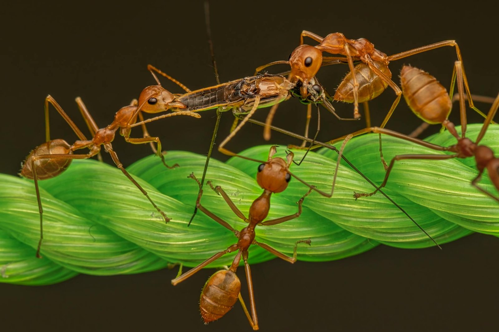 red ants on green rope