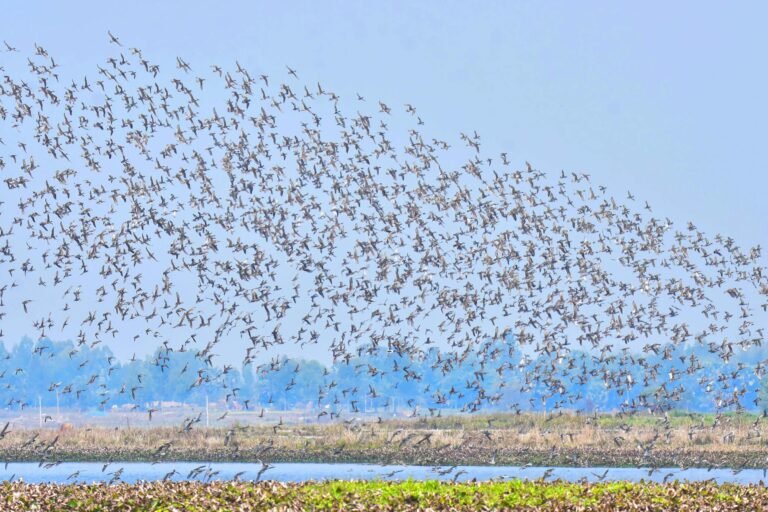 flock of birds flying over the seas