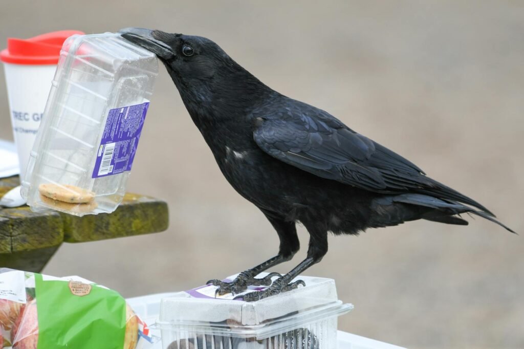 intelligent carrion crow interacting with food packaging