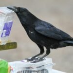 intelligent carrion crow interacting with food packaging