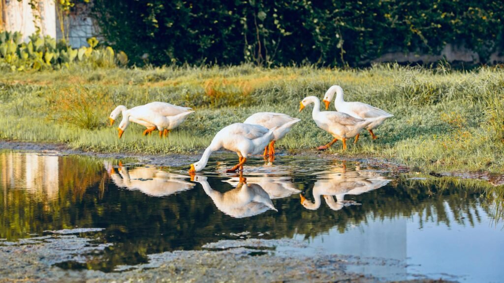 group of white ducks by a reflective pond