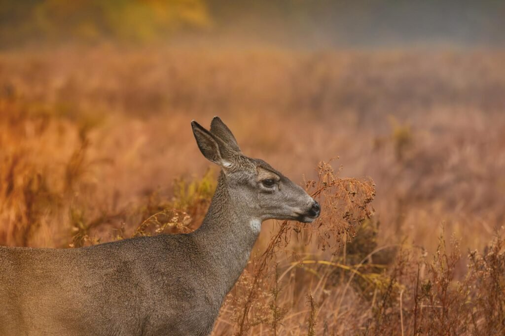majestic deer in autumn wilderness