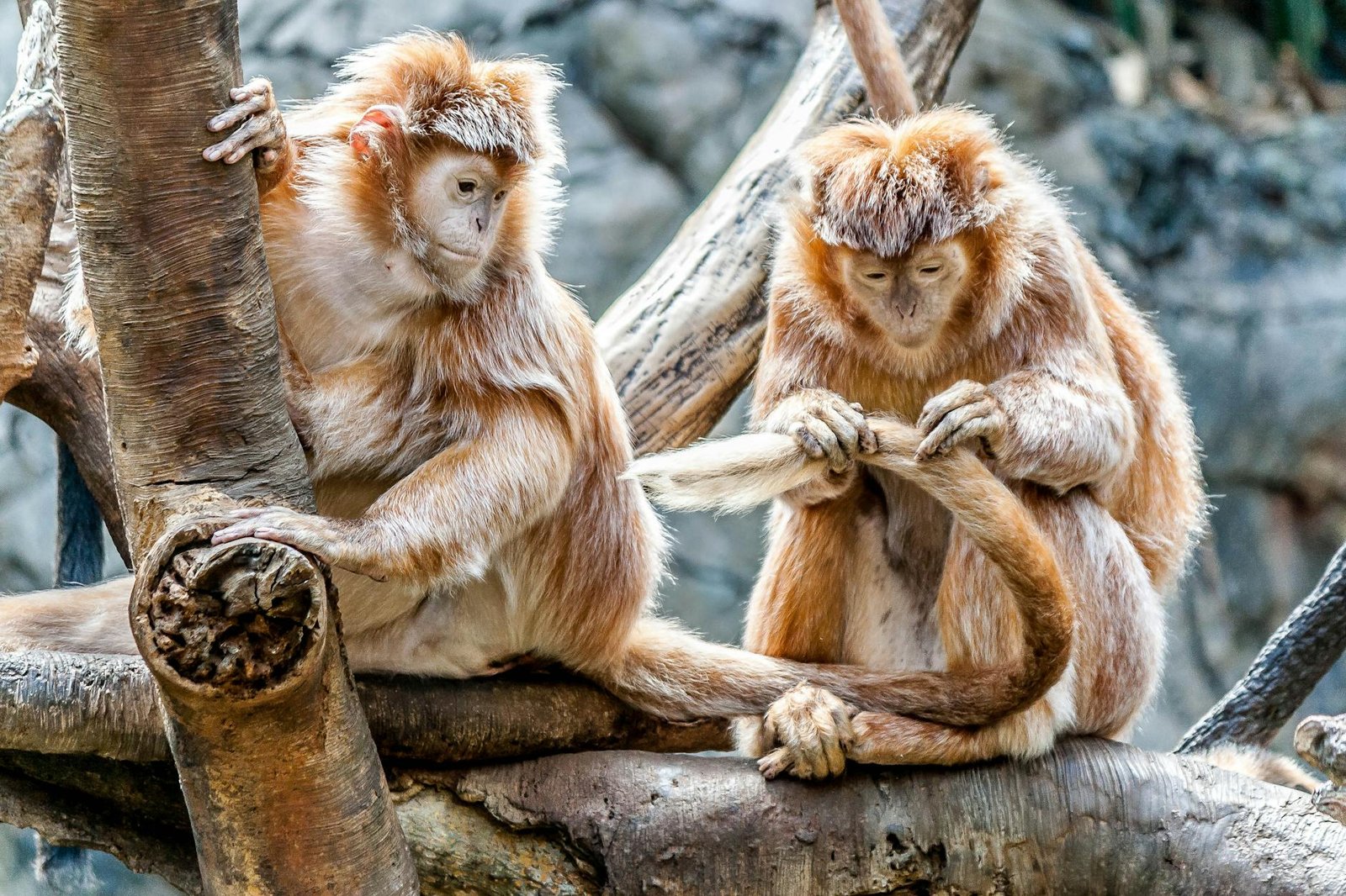 close up of monkey
