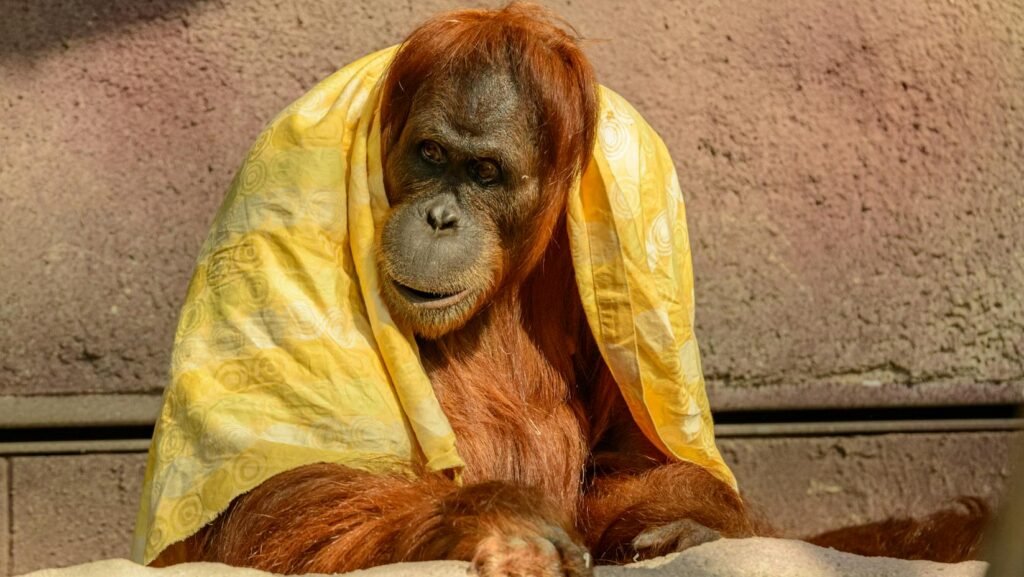 brown ape with yellow textile
