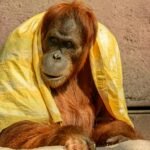 brown ape with yellow textile