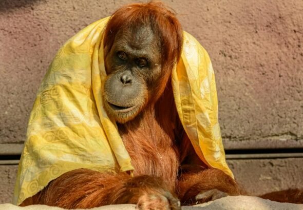 brown ape with yellow textile
