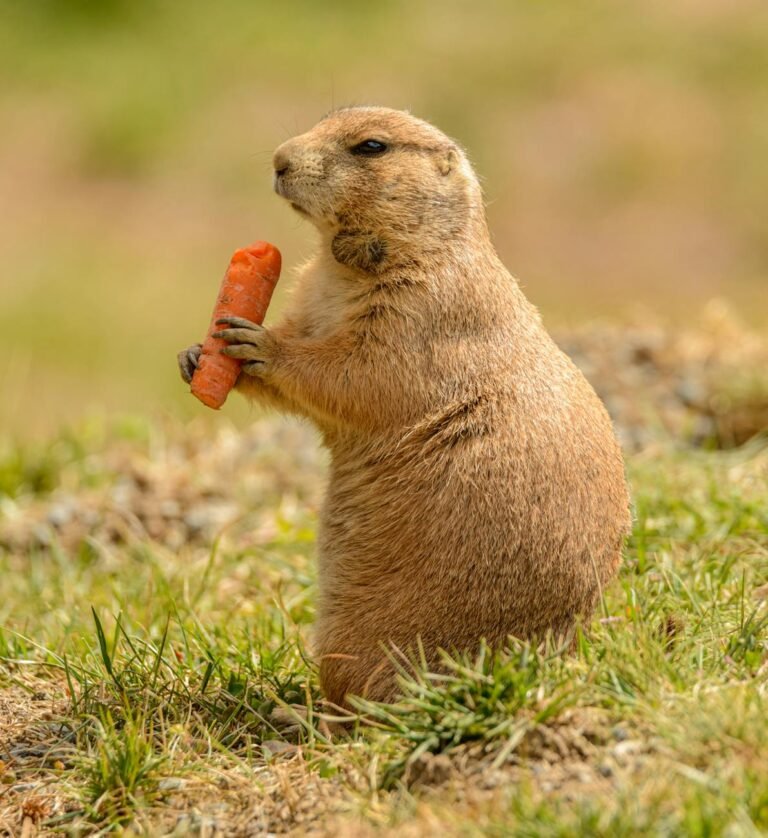 close up photo of prairie dog eating a carrot