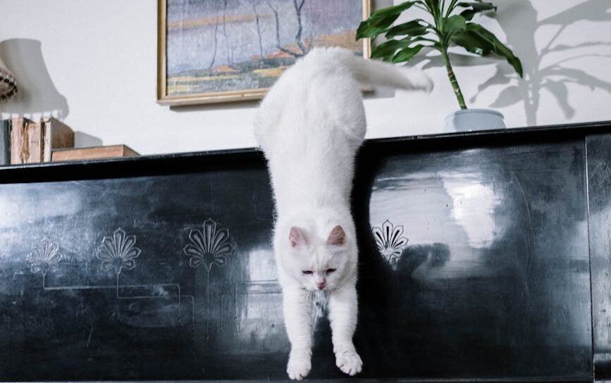 white cat on black piano