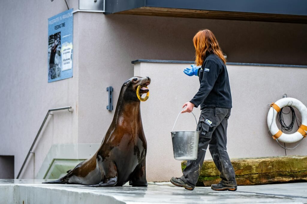 seal training session at ljubljana zoo